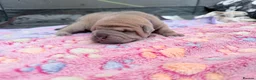 Shar Pei dogs for sale: Shar Pei Dilute puppies  - Advert 13