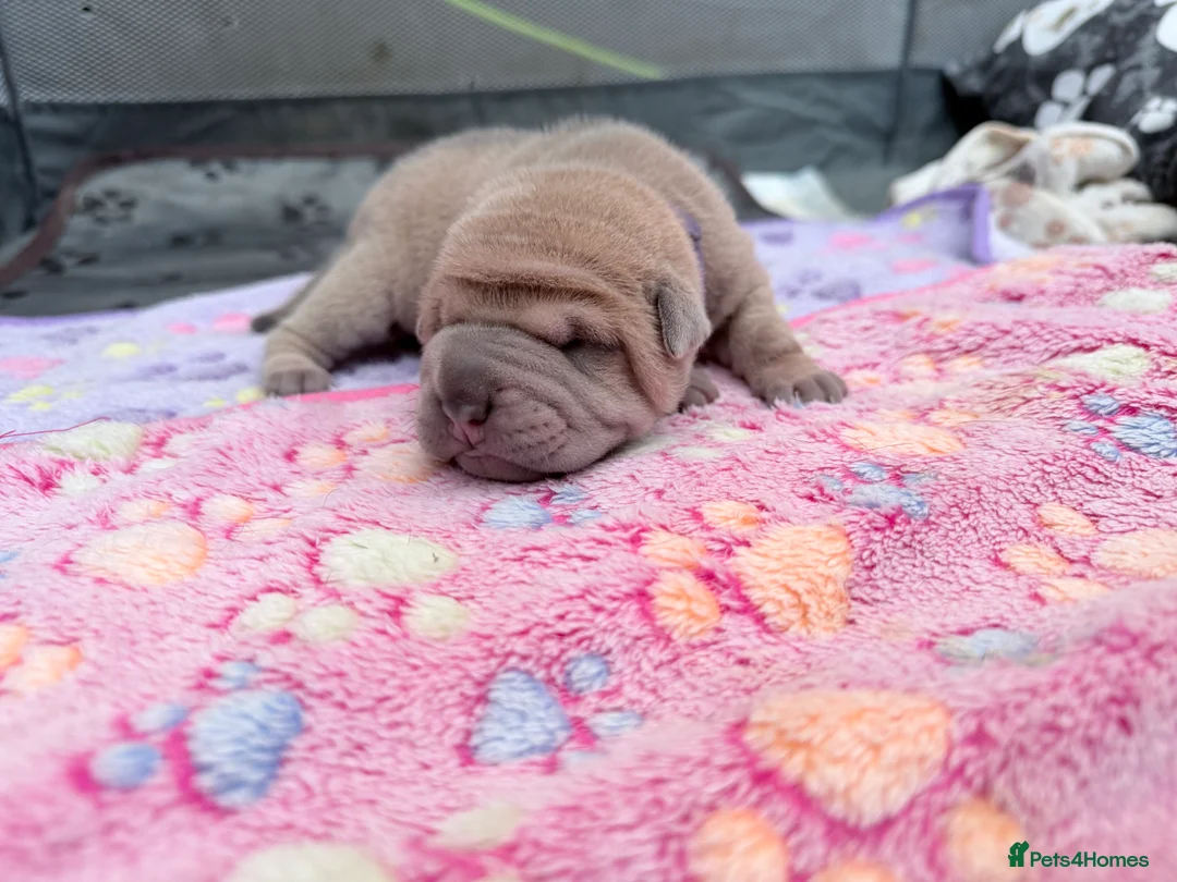 Shar Pei dogs for sale: Shar Pei Dilute puppies  - Advert 13