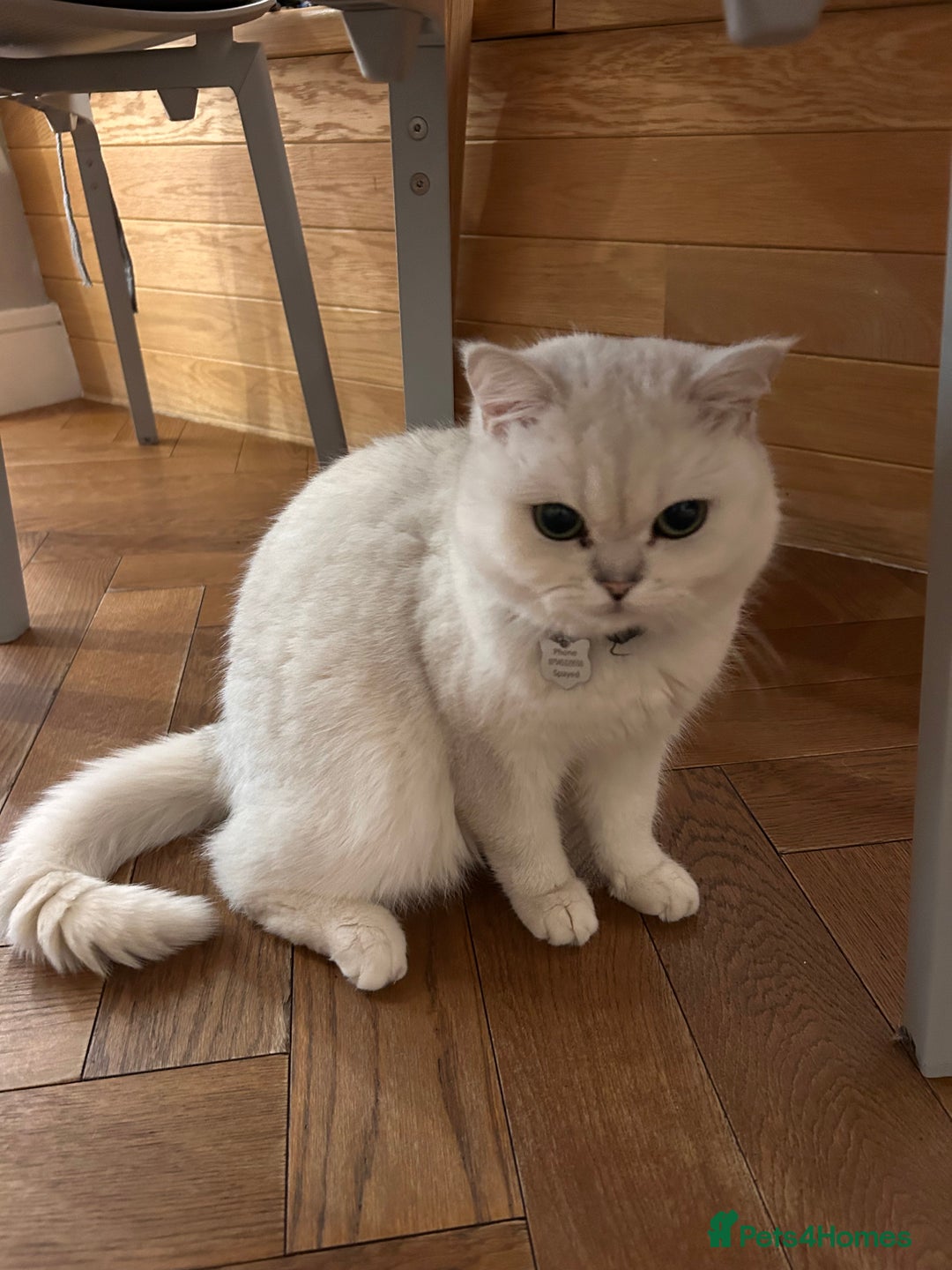 British Shorthair cats for sale: Female black tipped British shorthair, 22 months - Advert 4