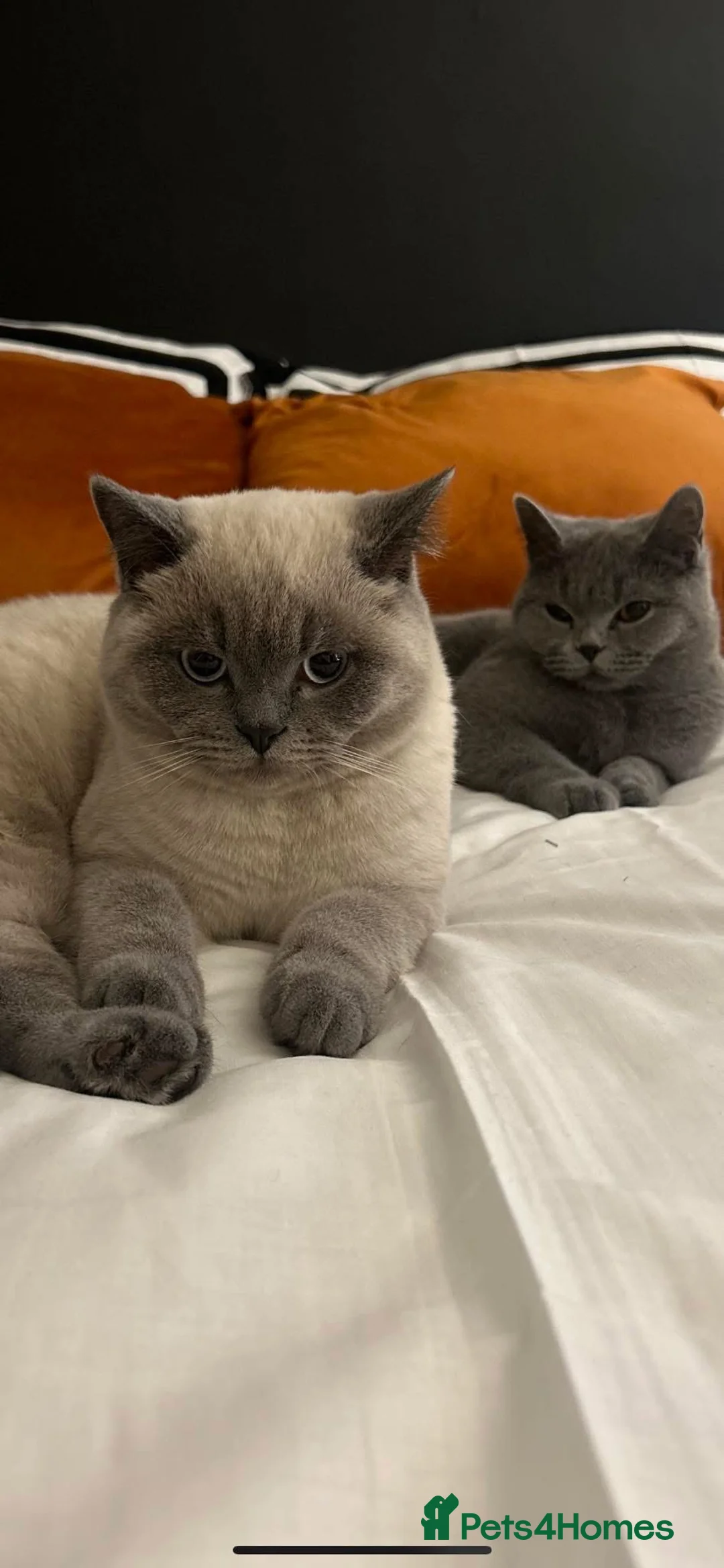 British Shorthair cats for sale: Pru and piper babies  - Advert 4
