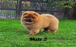 Chow Chow dogs for sale: Crufts champion pedigree  - Image 6