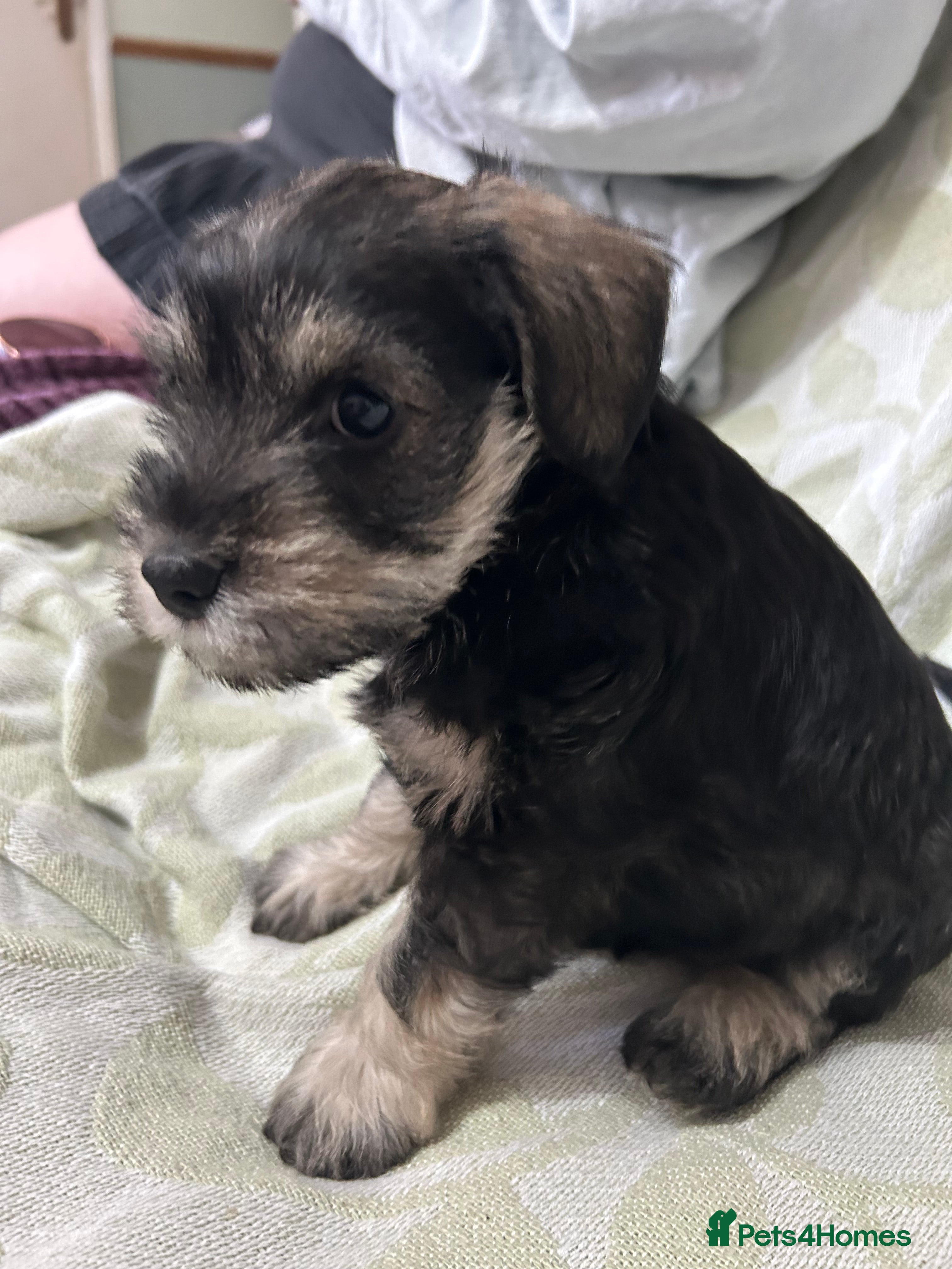 Schnoodle dogs Only 1 Beautiful  Schnauzer X Poodle. Left - Advert 2