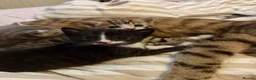 Mixed Breed cats for sale: Beautiful kittens for sale  in Uckfield - Advert 10