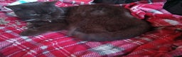 British Shorthair cats for sale: Brown British Shorthair - Advert 1