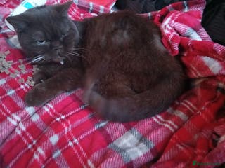 British Shorthair cats Brown British Shorthair - Advert 17