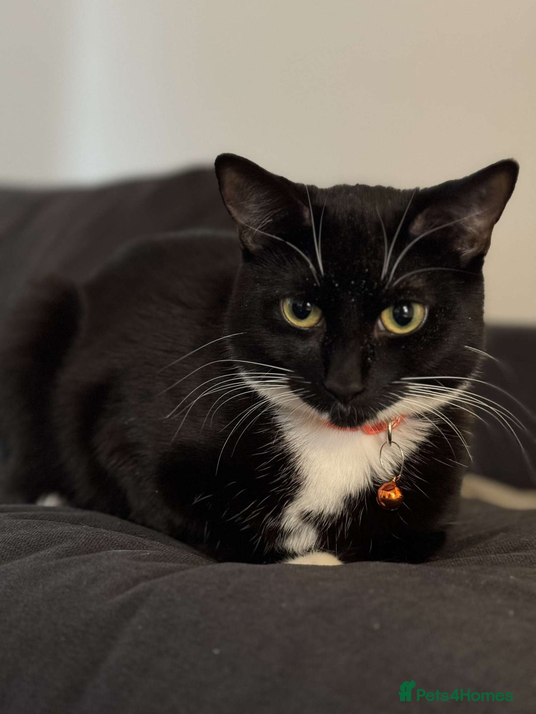 Mixed Breed cats for sale: Kittens for sale  - Advert 4