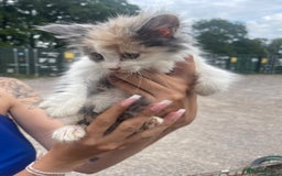 Ragdoll cats for sale: Randall x kittens - Image 6