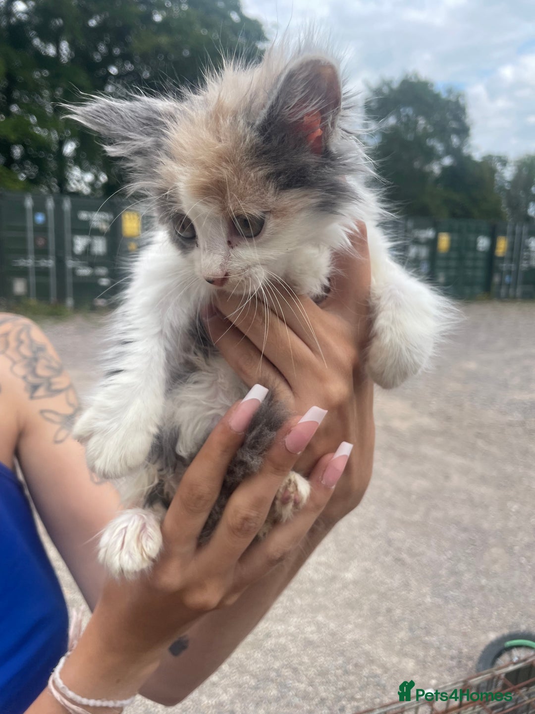 Ragdoll cats for sale: Randall x kittens - Image 6