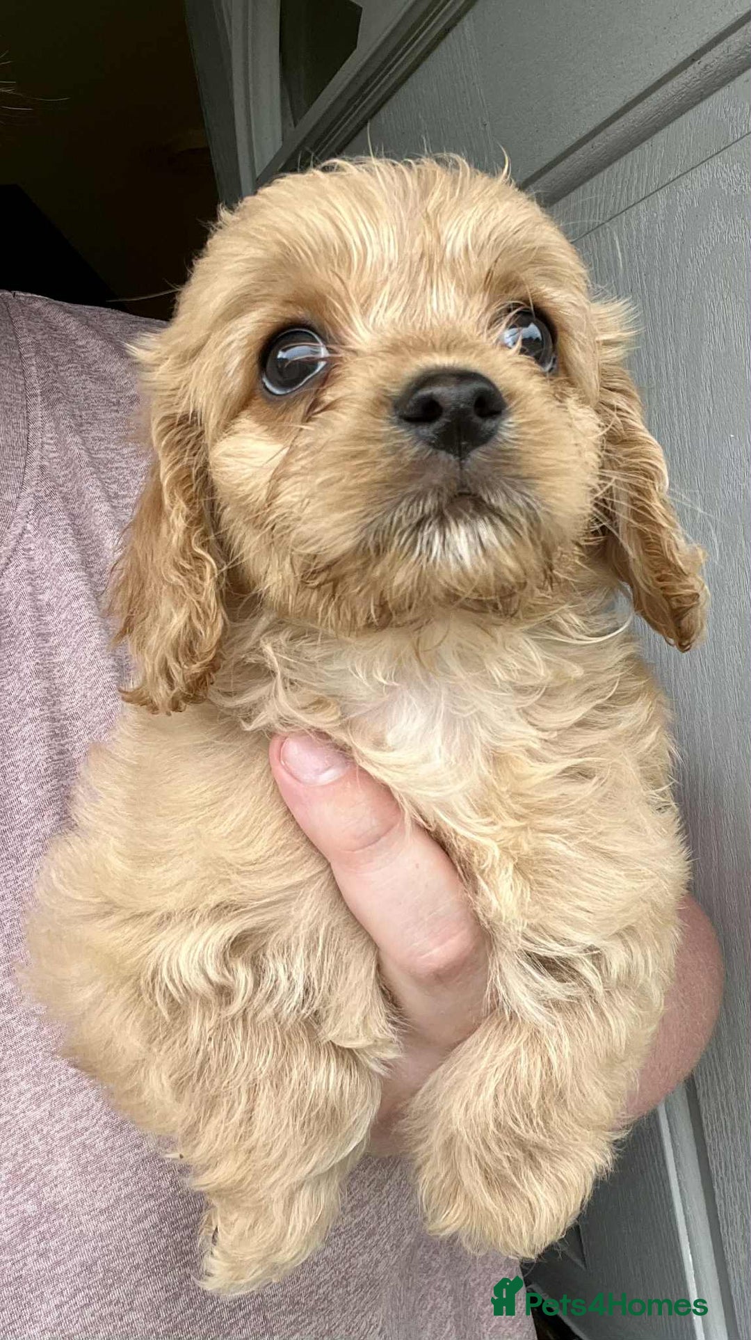 Mixed Breed dogs for sale: *Ready Now* Maltipoo X Cockapoo Puppies  - Image 5