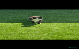 Mixed Breed cats for sale: Beautiful cat for adoption - Advert 2