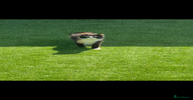 Mixed Breed cats Beautiful cat for adoption - Advert 4