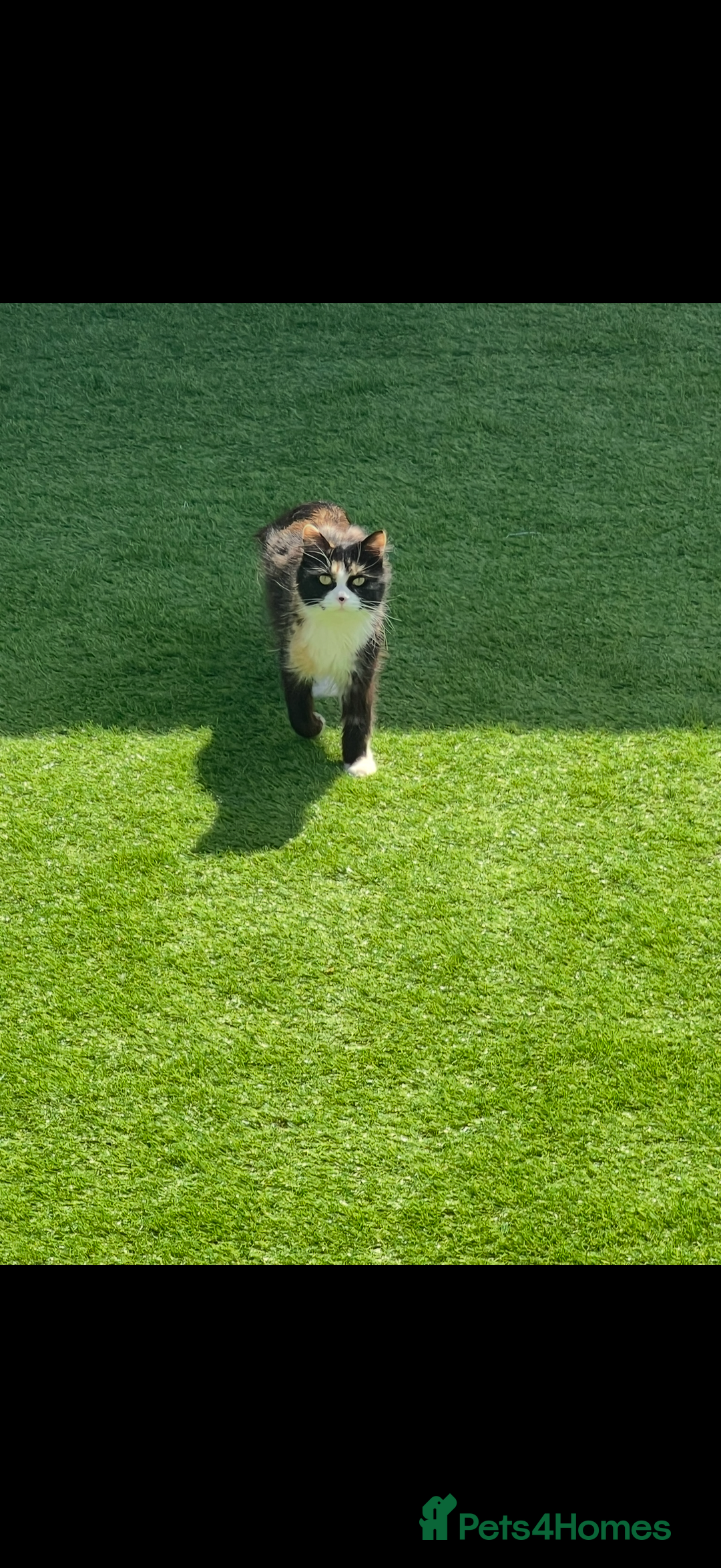 Mixed Breed cats for sale: Beautiful cat for adoption - Advert 2