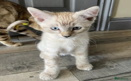 Bengal cats for sale: Part Snow Bengal Kitten - Image 11