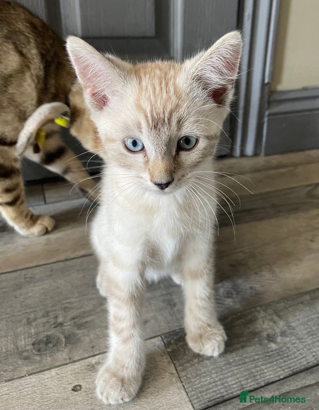 Bengal cats for sale: Part Snow Bengal Kitten - Image 11