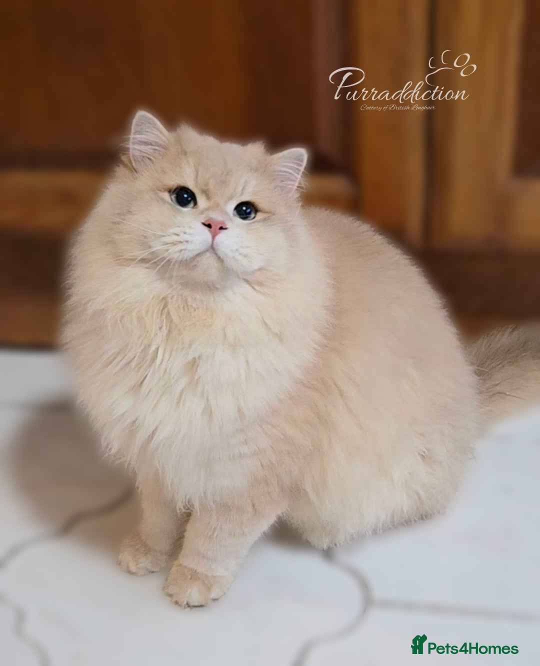 British Longhair cats for sale: Blue Golden Tipped Boy  - Advert 2