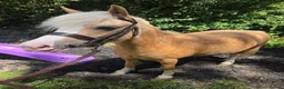 Welsh Section A horses for sale: Lawkholme aurora  - Advert 4