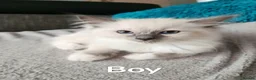 Ragdoll cats for sale: Stunning Ragdoll Kittens 😺 in Perth - Advert 5