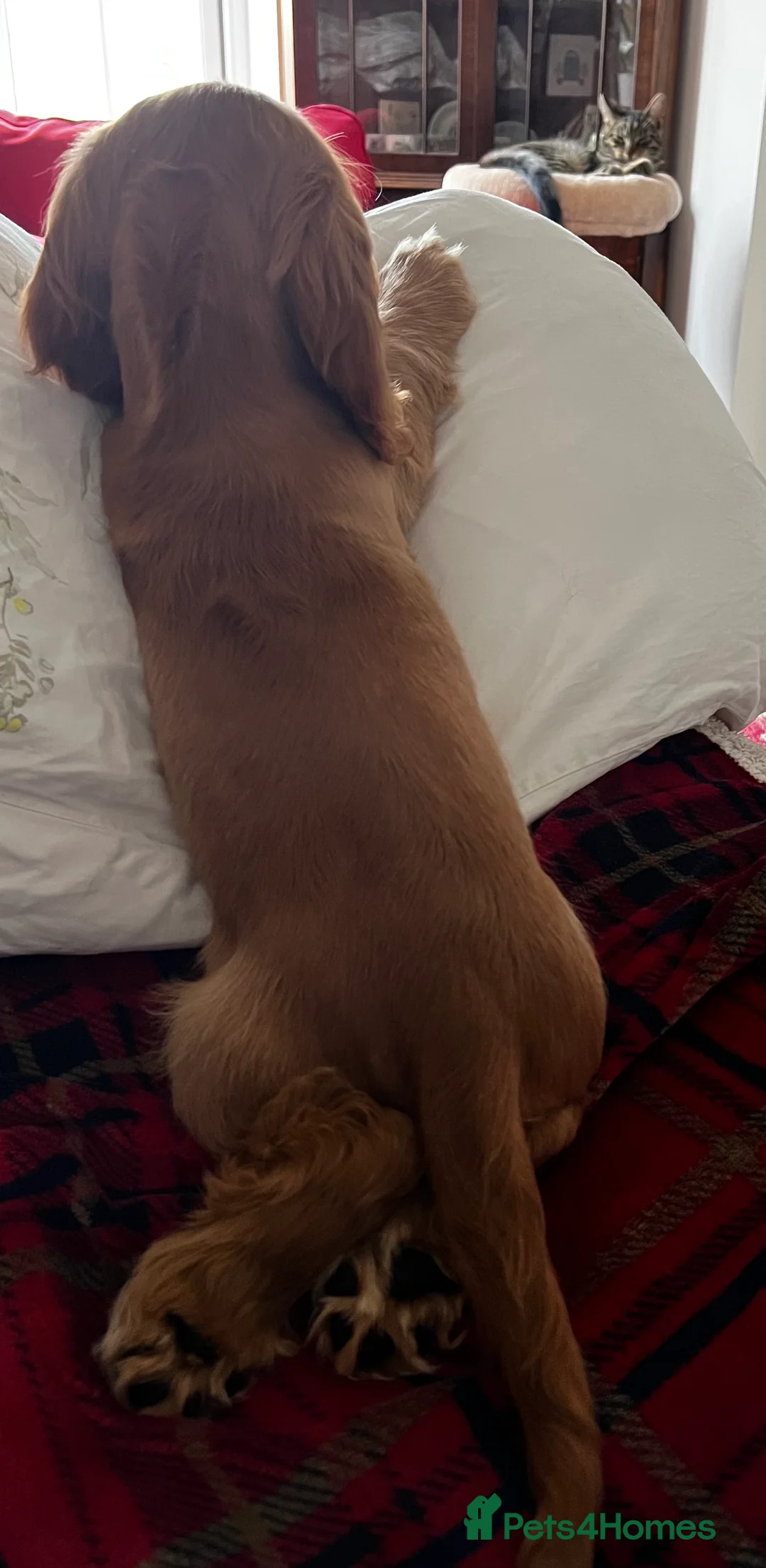 Cocker Spaniel dogs for sale: Beautiful show cocker spaniel for adoption  - Advert 2