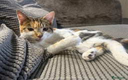 Mixed Breed cats for sale: 9 month old cat for adoption  - Image 1