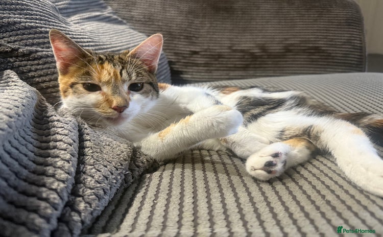 Mixed Breed cats - Advert 1