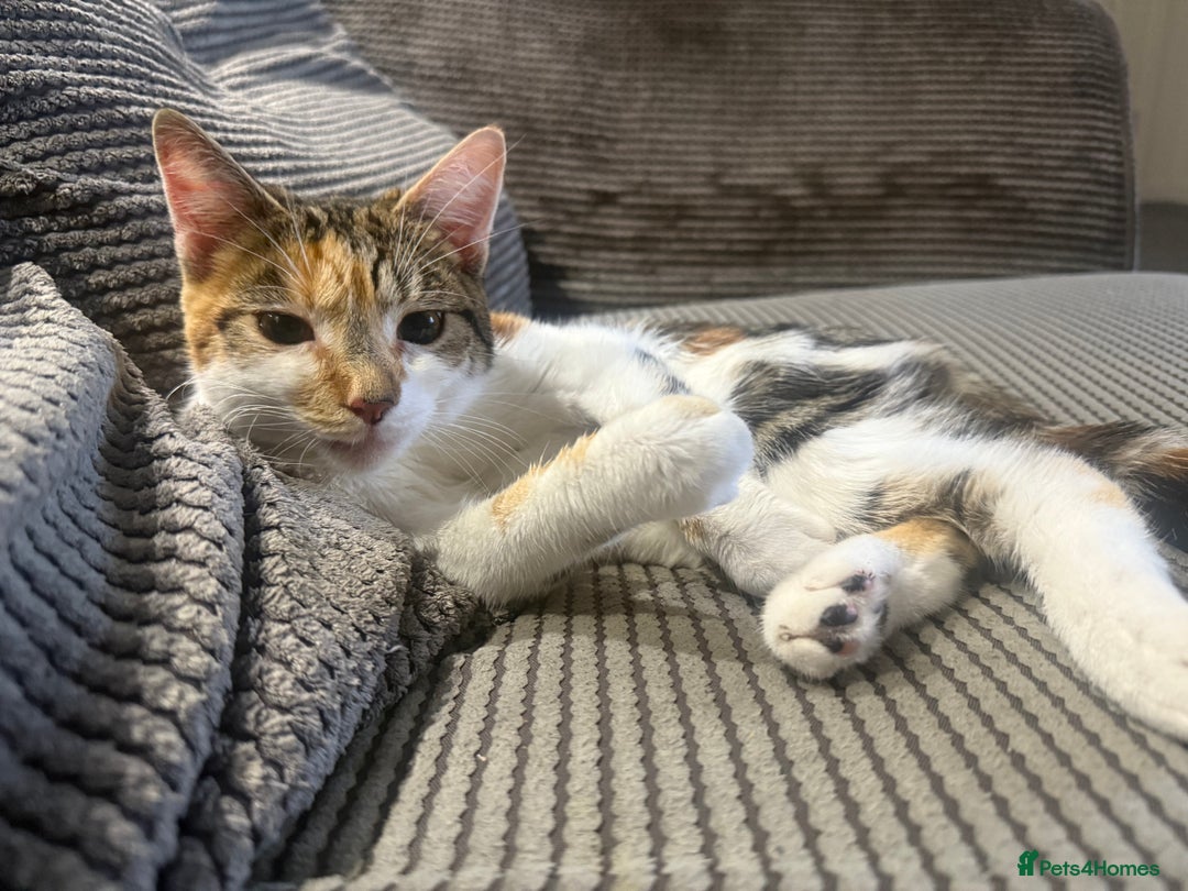 Mixed Breed cats for sale: 9 month old cat for adoption  - Image 1