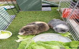 Guinea Pig rodents for sale: Male Guinea Pigs - Image 2