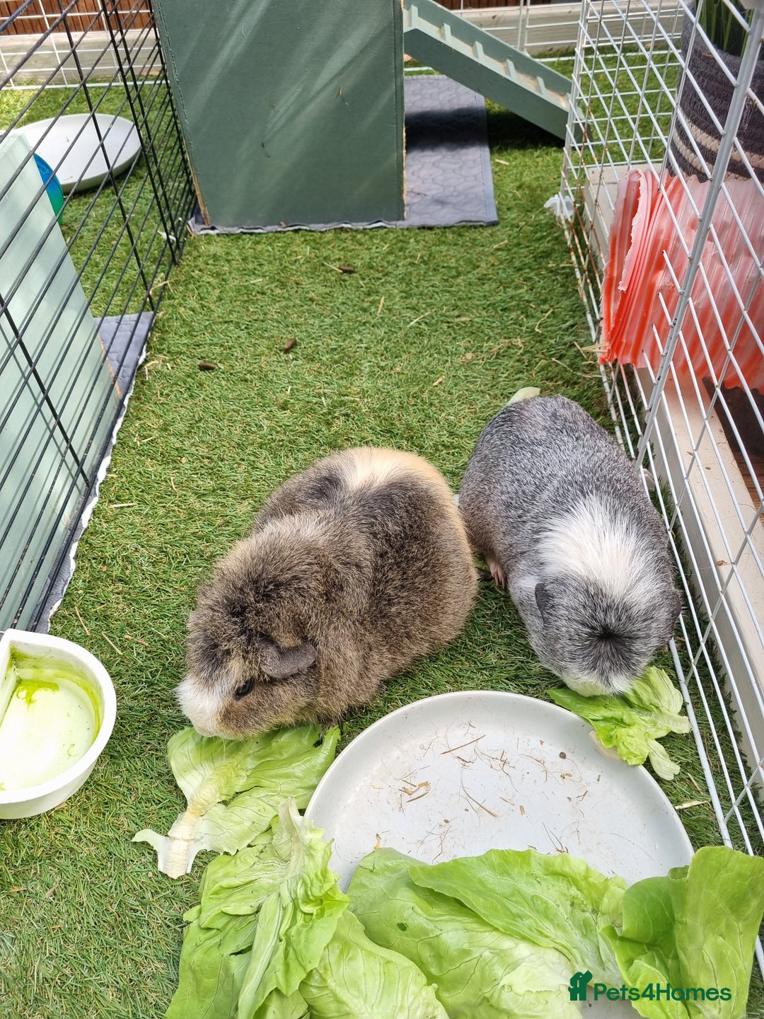 Guinea Pig rodents for sale: Male Guinea Pigs - Image 2