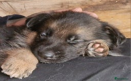 German Shepherd dogs for sale: KC reg German Shepherd Puppies - Family dogs - Image 26