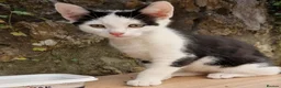 Mixed Breed cats for sale: Beautiful Playful Kittens Looking for Loving Homes in Crewkerne - Advert 7