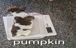 Sprocker dogs for sale: Spaniel Puppies  - Image 8
