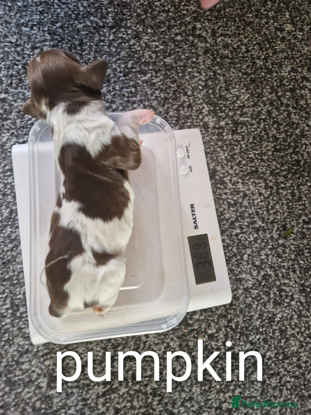 Sprocker dogs for sale: Spaniel Puppies  - Image 8