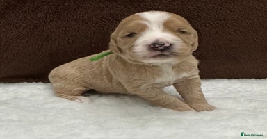 Double Doodle dogs - Advert 5