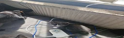 Mixed Breed cats for sale: 4 kittens black and black / white - Advert 6