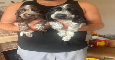 Cocker Spaniel dogs - Advert 4