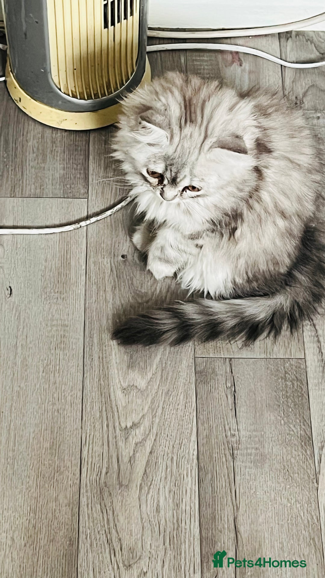 Persian cats for sale: Chinchilla Persian kittens - Image 4