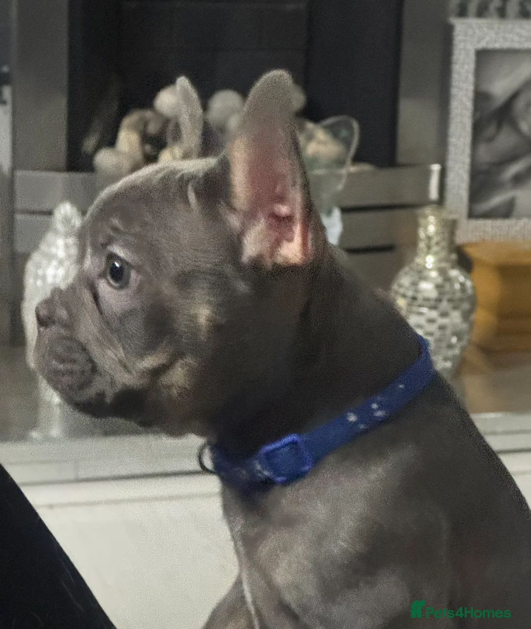 French Bulldog dogs for sale: Outstanding male lilac and tan  - Advert 2