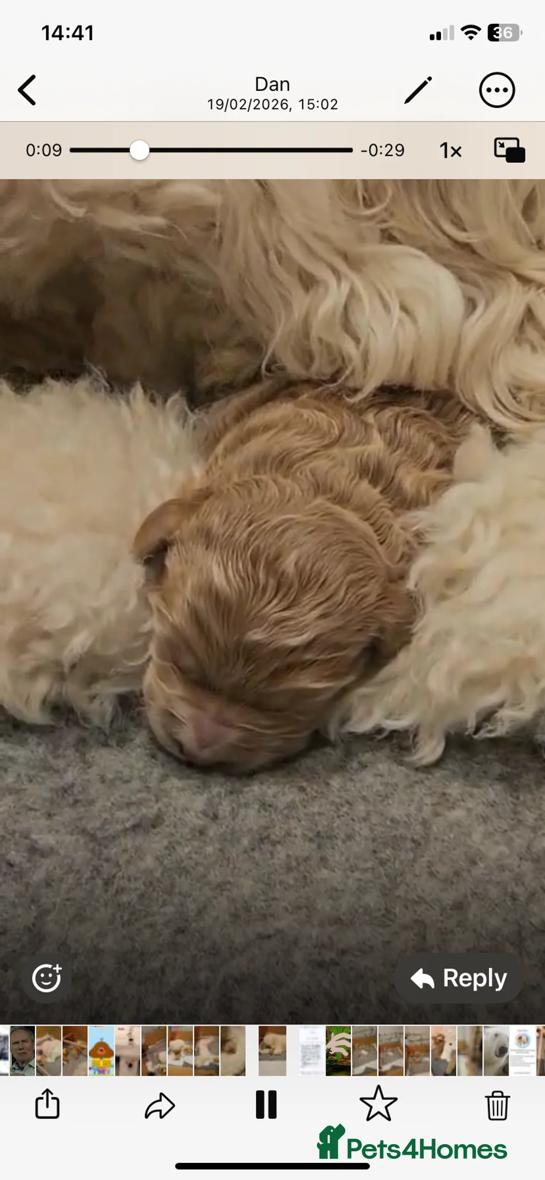 Goldendoodle dogs for sale: Goldendoodle/double doodle - Advert 5