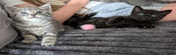 Mixed Breed cats for sale: 5 beautiful kittens  - Advert 6