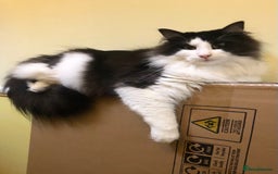 Norwegian Forest Cat cats for sale: Cuddly male Norwegian looking for forever home - Image 4