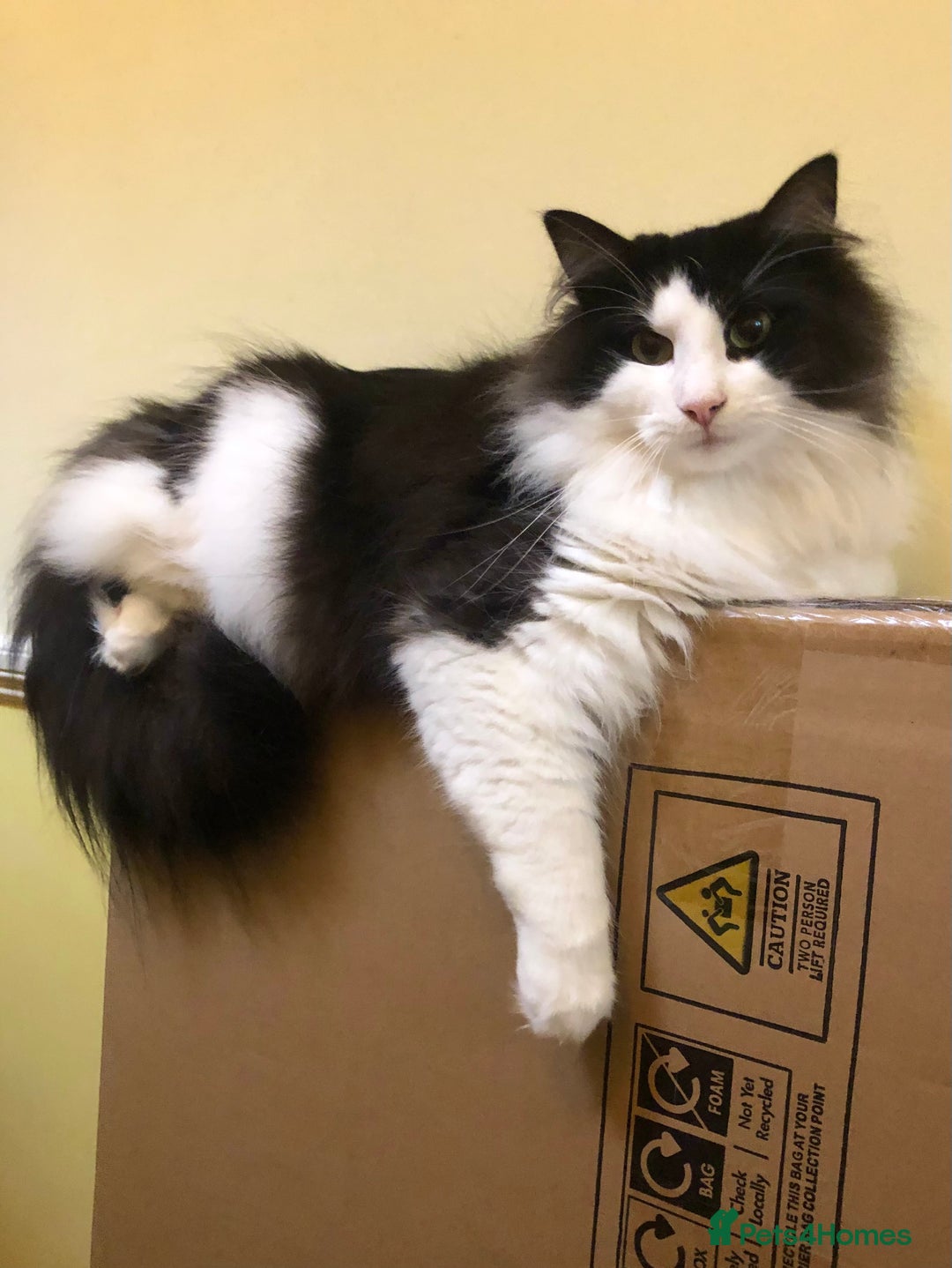 Norwegian Forest Cat cats for sale: Cuddly male Norwegian looking for forever home - Image 4