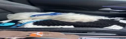 Mixed Breed cats for sale: Bischion \ maltez in Glasgow - Advert 4