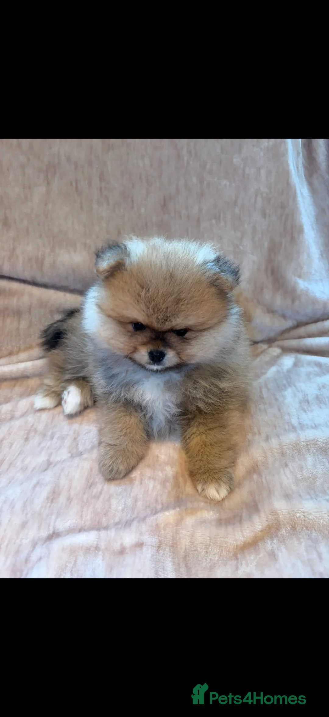 Pomeranian dogs for sale: Beautiful Pomeranian babies - Advert 8