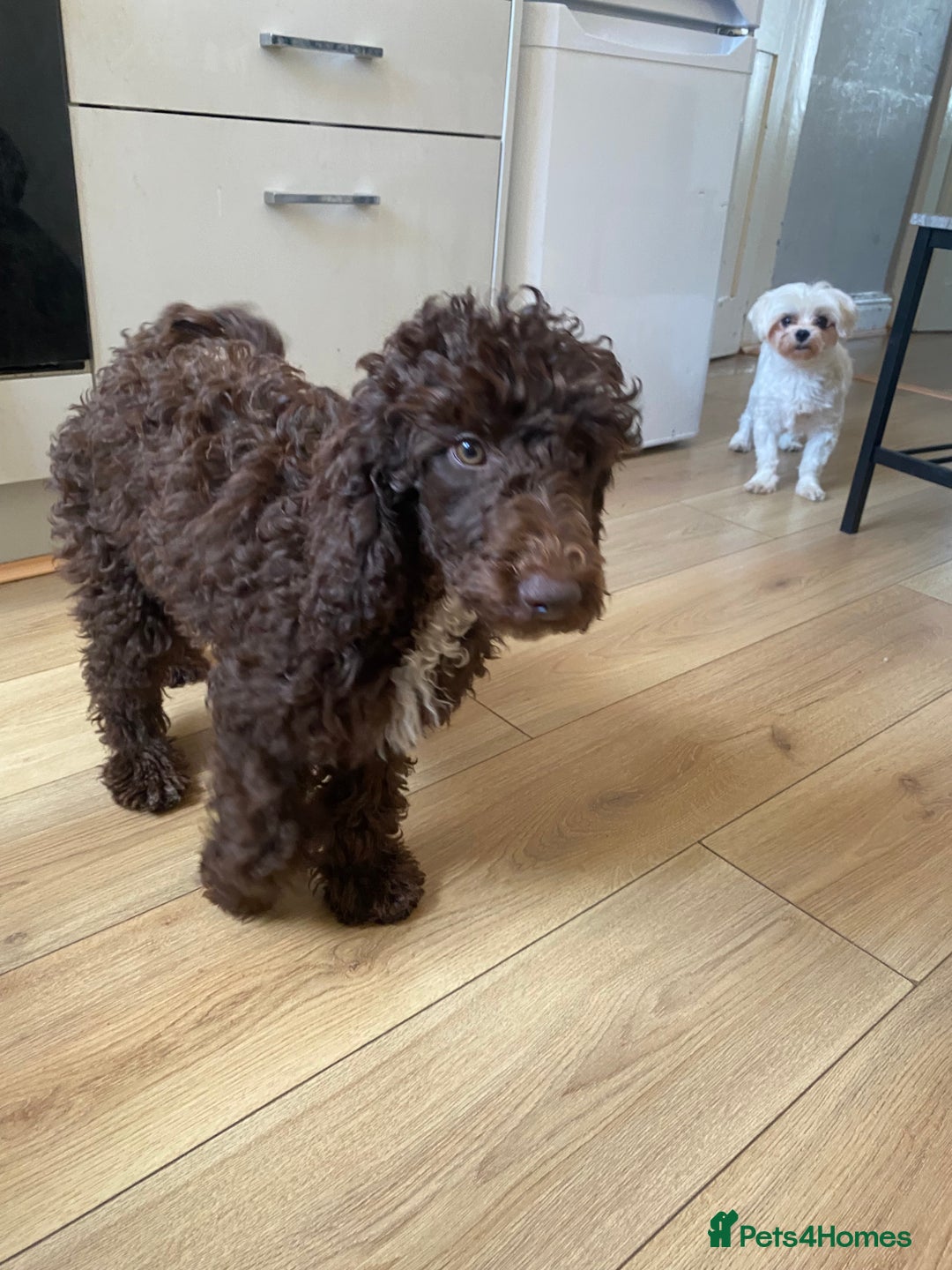 Miniature Poodle dogs for sale: 500ono Reduced 1 choc boy to find forever homes  in Malton - Image 38