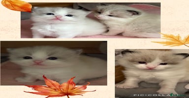 Ragdoll cats - Advert 10