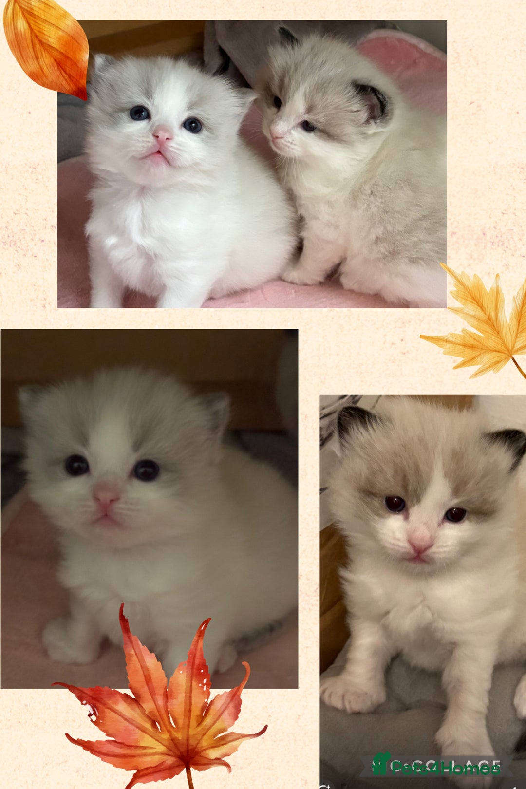 Ragdoll cats for sale: Beautiful two GCCF kittens. Blue Bicolour Ragdolls - Image 2