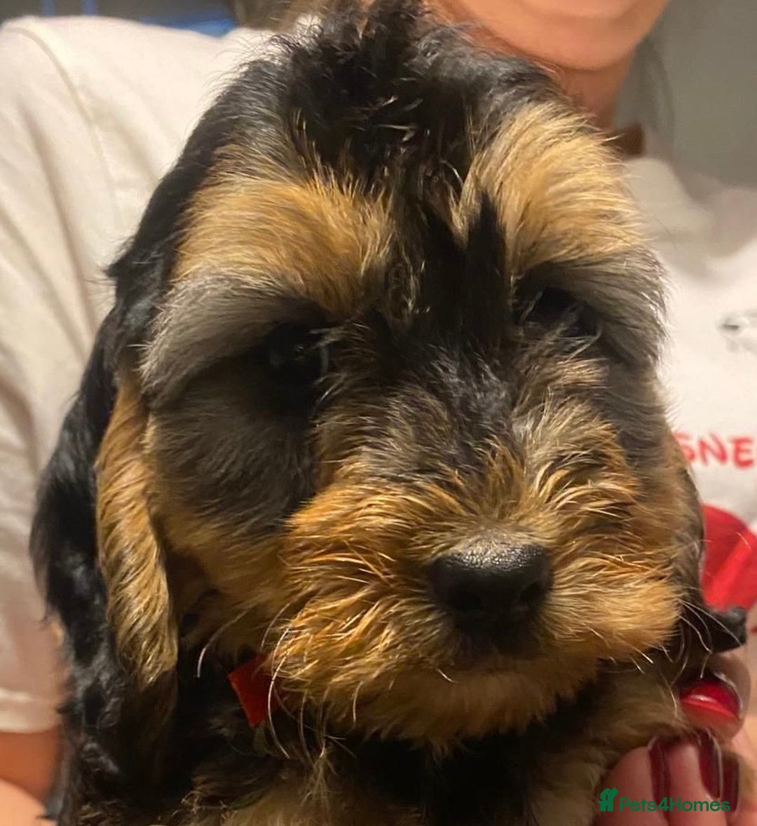 Cockapoo dogs for sale: ADORABLE COCKAPOO PUPPIES  - Advert 11