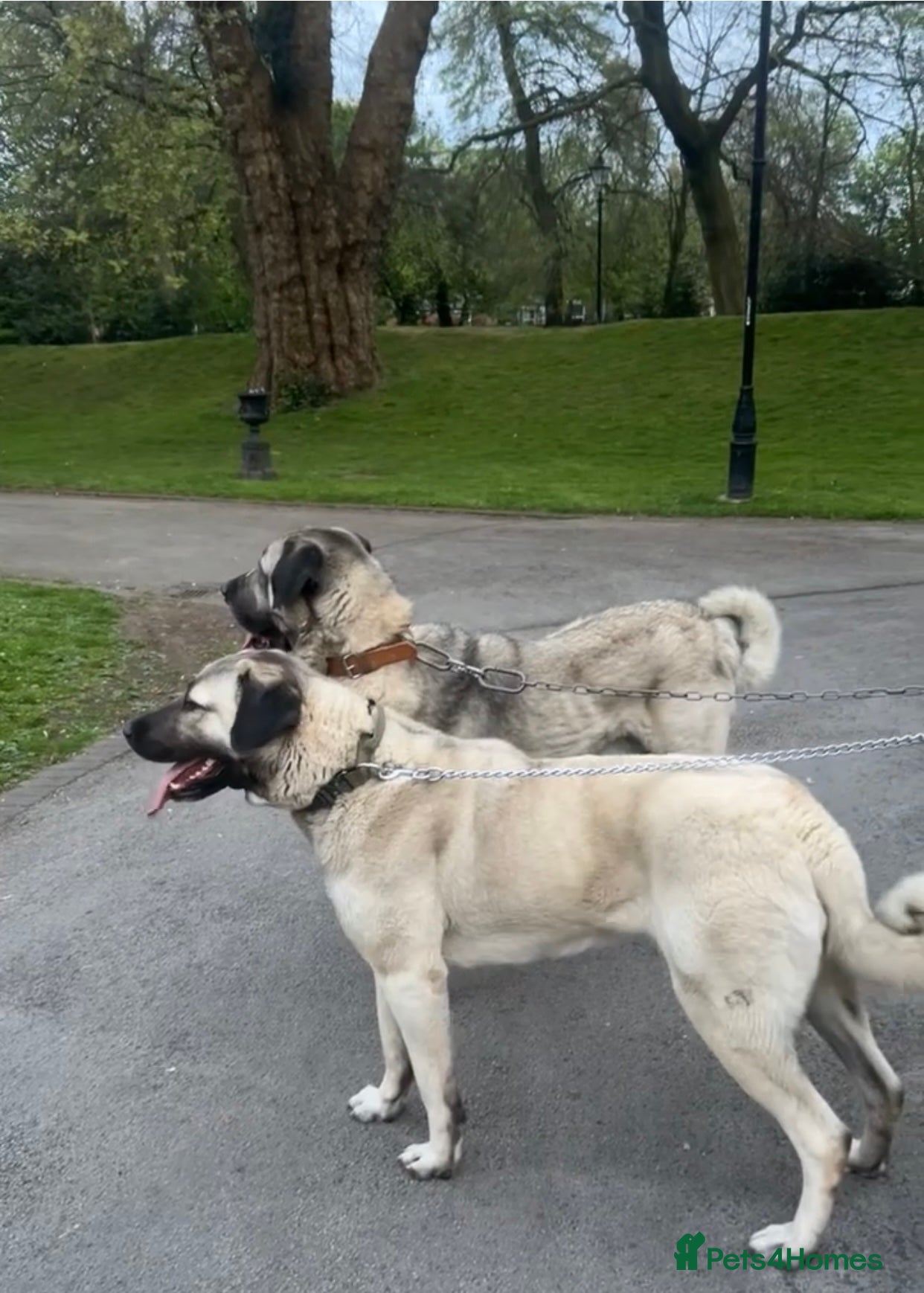 Turkish Kangal dogs 12 Pure Turkish Kangal puppies  - Advert 9
