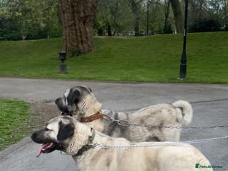 Turkish Kangal dogs 12 Pure Turkish Kangal puppies - Advert 12