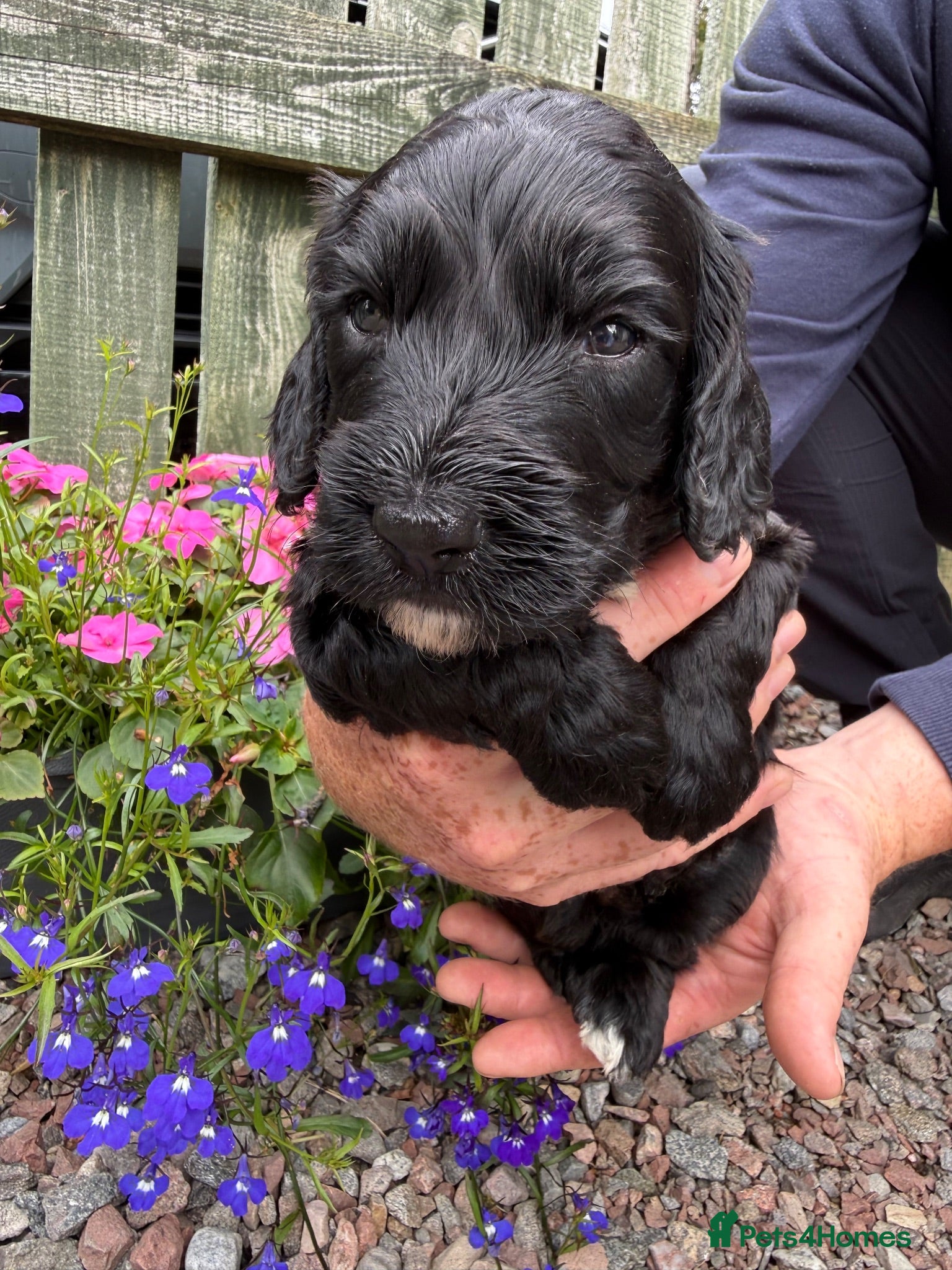Mixed Breed dogs Cockapoo x sprocker - Advert 5