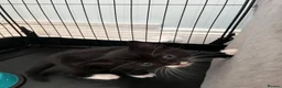 Mixed Breed cats for sale: 5 adorable kittens  - Advert 8